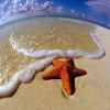 Starfish find numbers