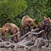 3 Bears