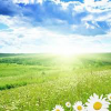 Green Meadow