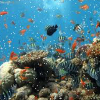 Seabed find numbers