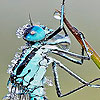 Acrobat grasshopper slide puzzle