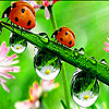 Acrobat ladybird beetles puzzle