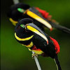 Acrobat parrots slide puzzle