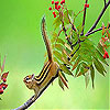 Acrobat squirrel slide puzzle