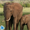 African Elephants