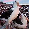 Albatros herd slide puzzle