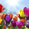 Alive with rich color