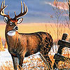 Alone deer puzzle