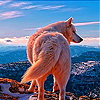 Alone fox on the hill slide puzzle