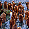 Alone penguin slide puzzle
