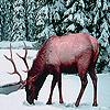 Alone snow deer slide puzzle