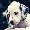 Alone spotted dog slide puzzle