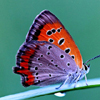 Amazing Butterfly Puzzle