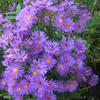 Amazing flowers 55