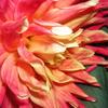 Amazing flowers 69