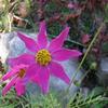 Amazing flowers 80
