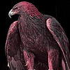 Ambitious eagle slide puzzle