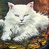 Angry cat slide puzzle