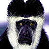 Angry gorilla slide puzzle
