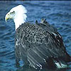 Angry vulture slide puzzle
