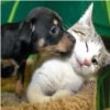 Animal Quiz