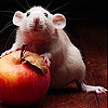 Apple and  mouse slide puzzle