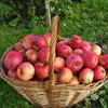 Apples