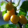 Apricot