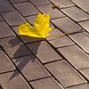 Autumn leaf