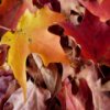 Autumn Leaves Slider