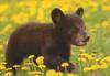 Baby Bear