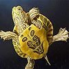 Baby turtle slide puzzle