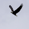 Bald Eagle 2 Jigsaw Puzzle