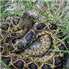 Ball Python Jigsaw