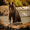Bear Forest