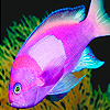 Beautiful ocean fishes puzzle
