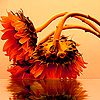 Beautiful sunflowers puzzle