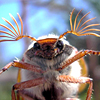 Beetle
