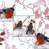 Berries Birds Sliding