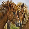 Best horses puzzle