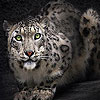 Best white tiger puzzle