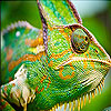 Big chameleon slide puzzle