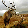 Big deers puzzle