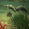 Big dolphins slide puzzle