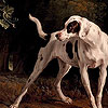 Big garden doggies hidden numbers