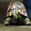 Big hungry turtle slide puzzle