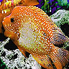 Big orange fish puzzle
