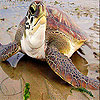 Big sea turtle slide puzzle