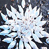 Big swan family puzzle
