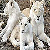 Big three cat slide puzzle